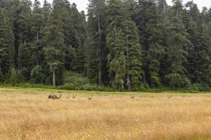 USA, California, Crescent City, Elk herd in grassy meadow