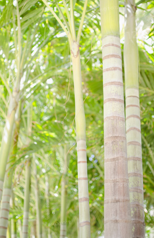 Palm trees in forest