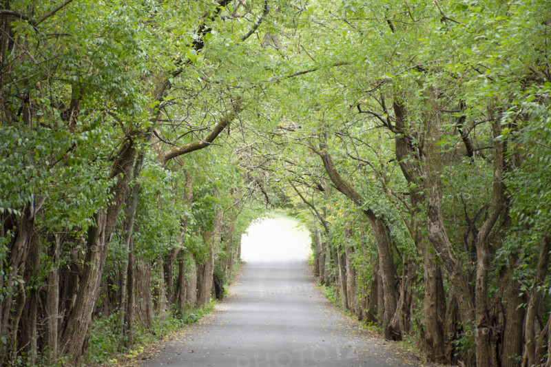 USA, Tennessee, Nashville, Green trees making canopy over empty country road