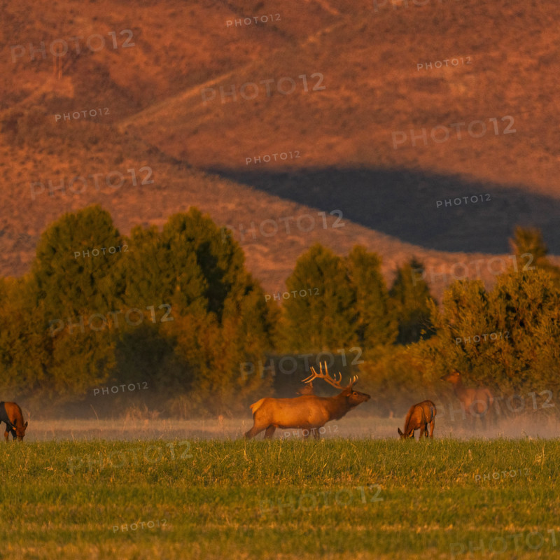 USA, Idaho, Bellevue, Elk herd grazing in grassy field at sunset