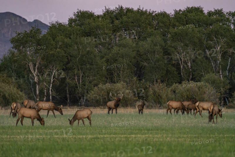 USA, Idaho, Bellevue, Elk herd grazing in grassy field at sunset
