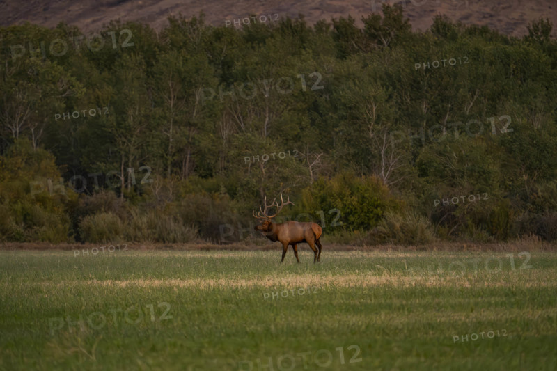 USA, Idaho, Bellevue, Bull elk in grassy field at dusk