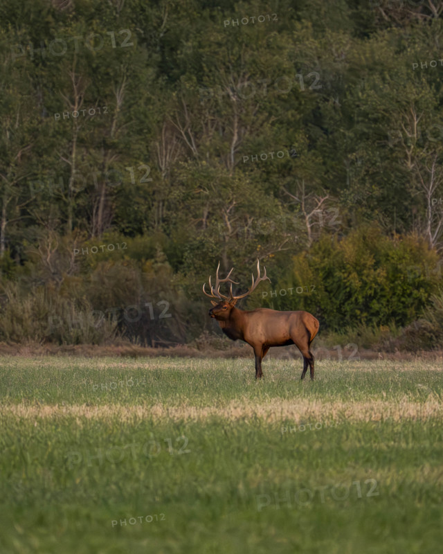 USA, Idaho, Bellevue, Bull elk in grassy field at dusk