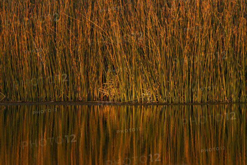 USA, Idaho, Bellevue, Thick reeds in pond at sunset