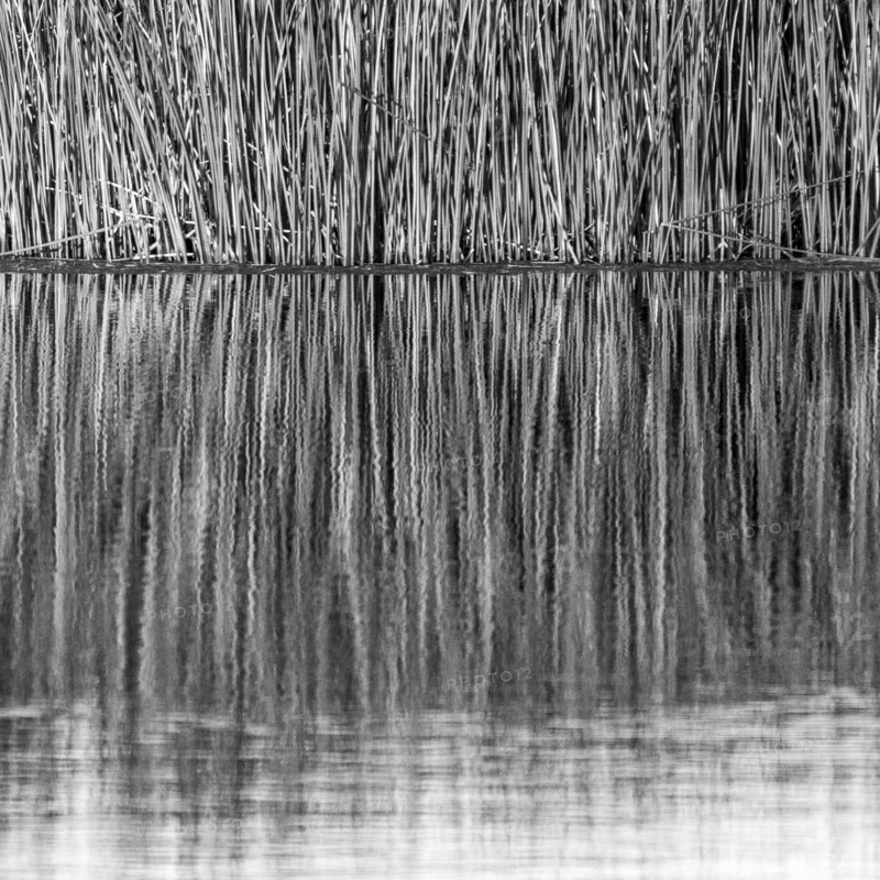 Thick reeds in pond at sunset, black and white