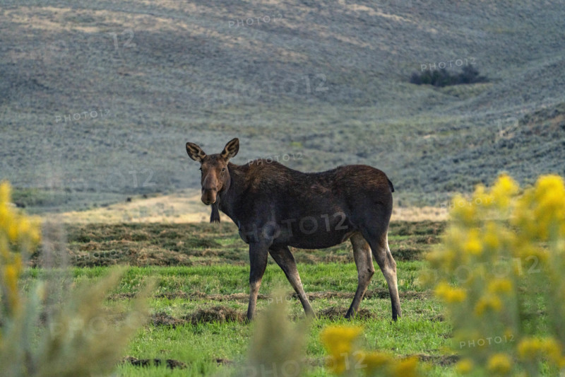USA, Idaho, Bellevue, Cow moose walking in pasture