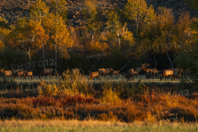 USA,Idaho,Bellevue, Herd of elk grazing in meadow in autumn