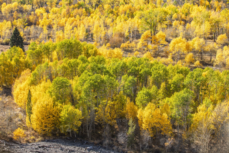 USA, Idaho, Sun Valley, Autumn colors in Trail Creek drainage