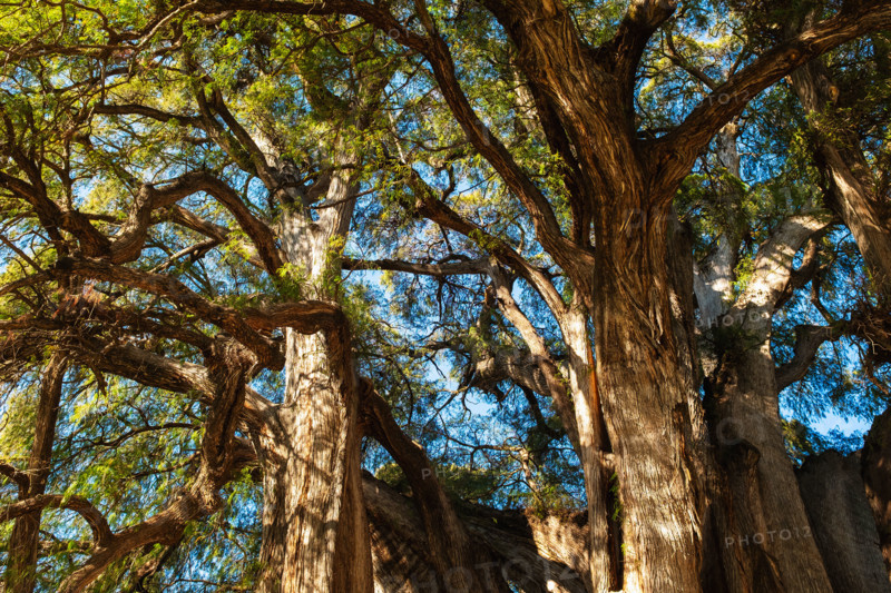 Mexico, Oaxaca, Branches and leaves of Arbol Del Tule