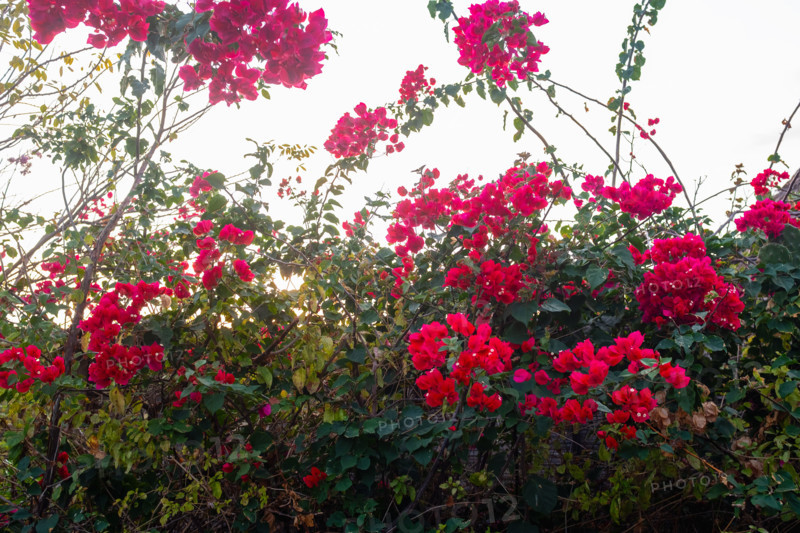Red Bougainvillea flowers and green leaves