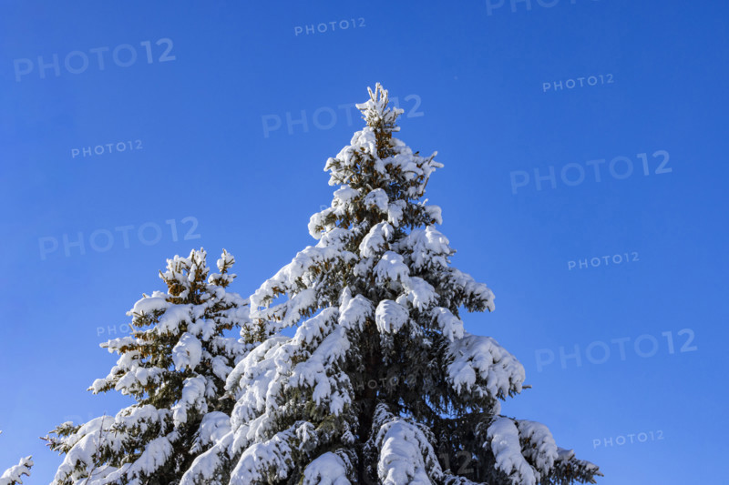 Low angle view of snow covered pine trees against blue sky