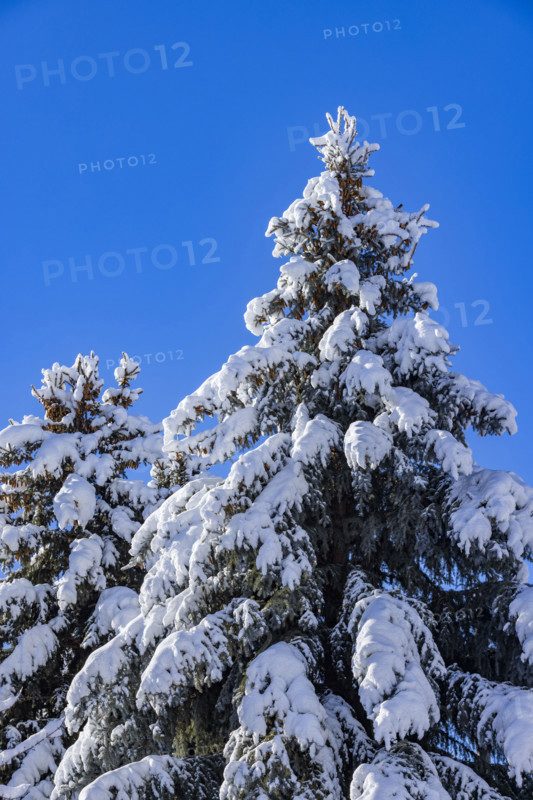 Snow covered pine trees against blue sky