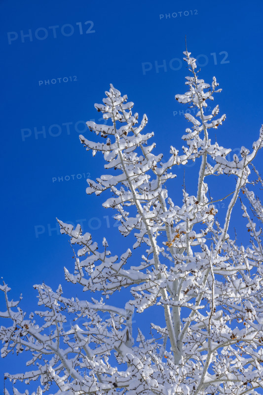 Low angle view of snow covered bare tree against blue sky