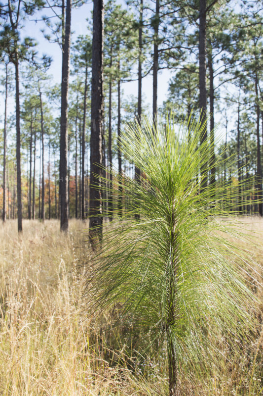 Longleaf Pine (Pinus palustris) seedling growing in forest