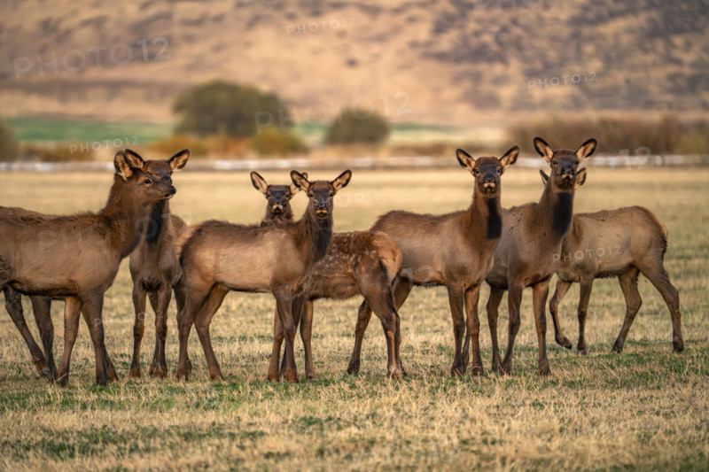 USA, Idaho, Bellevue, Herd of young elk in field at dusk