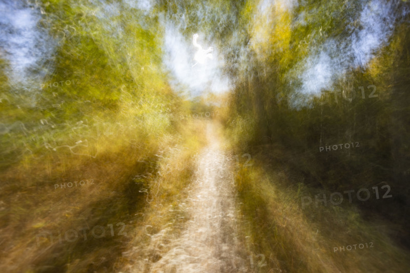 Motion blur of forest path in fall