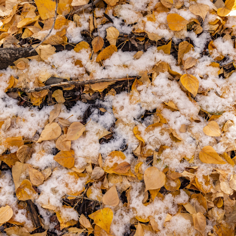 Close-up of snow mixed with fall leaves