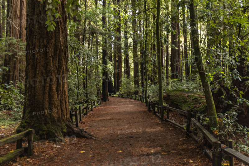 USA, California, Felton, Walking path through Henry Cowell Redwoods State Park