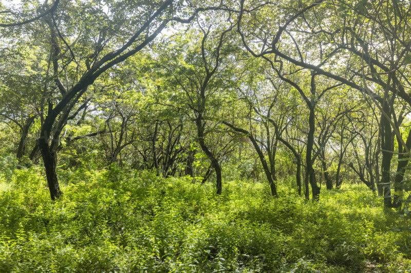 Costa Rica, Guanacaste, Playa Grande, Green forest next to beach on sunny day