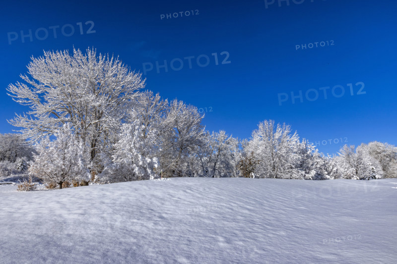 USA, Idaho, Bellevue, Field and trees covered with snow on sunny winter day