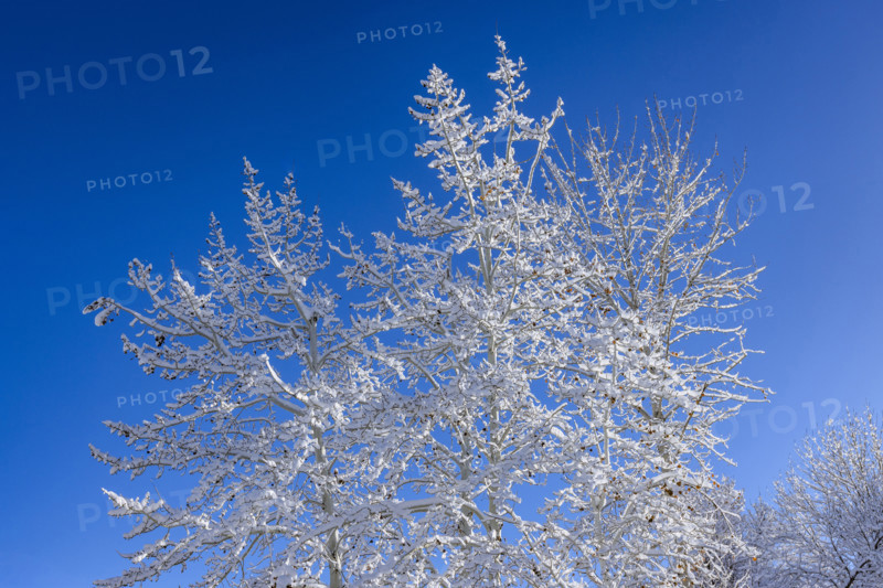 Bare trees covered with snow against blue sky on sunny winter day