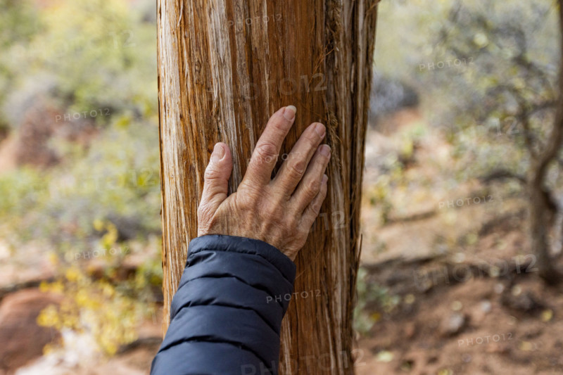Close-up of senior woman's hand on Juniper tree trunk