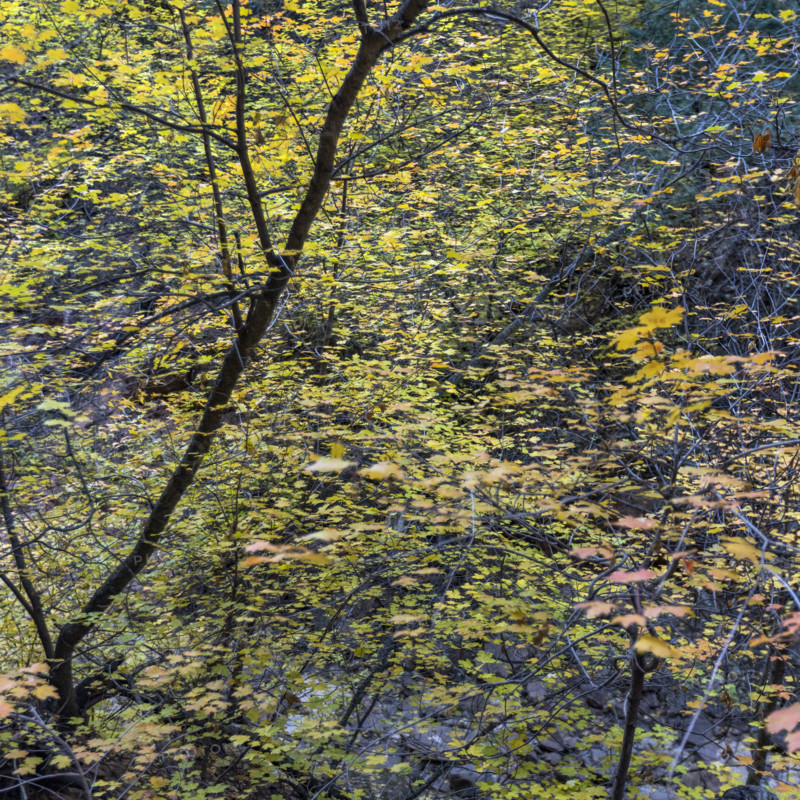 Close-up of leafy tree branches