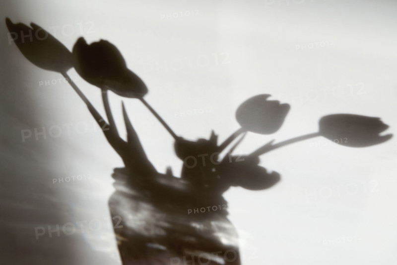Shadow of flowers in vase on white wall