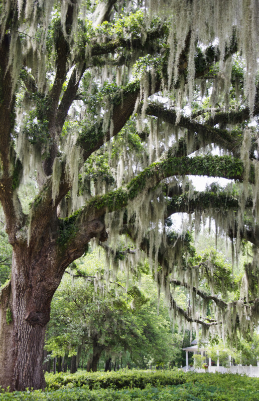 USA, South Carolina, Charleston, Spanish Moss hanging from Live Oak tree