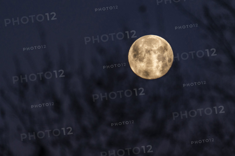 Full moon setting behind tree branches against sky