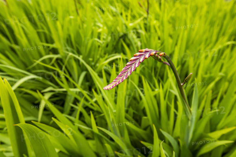 Close-up of plants growing at Caly Poly University Arboretum