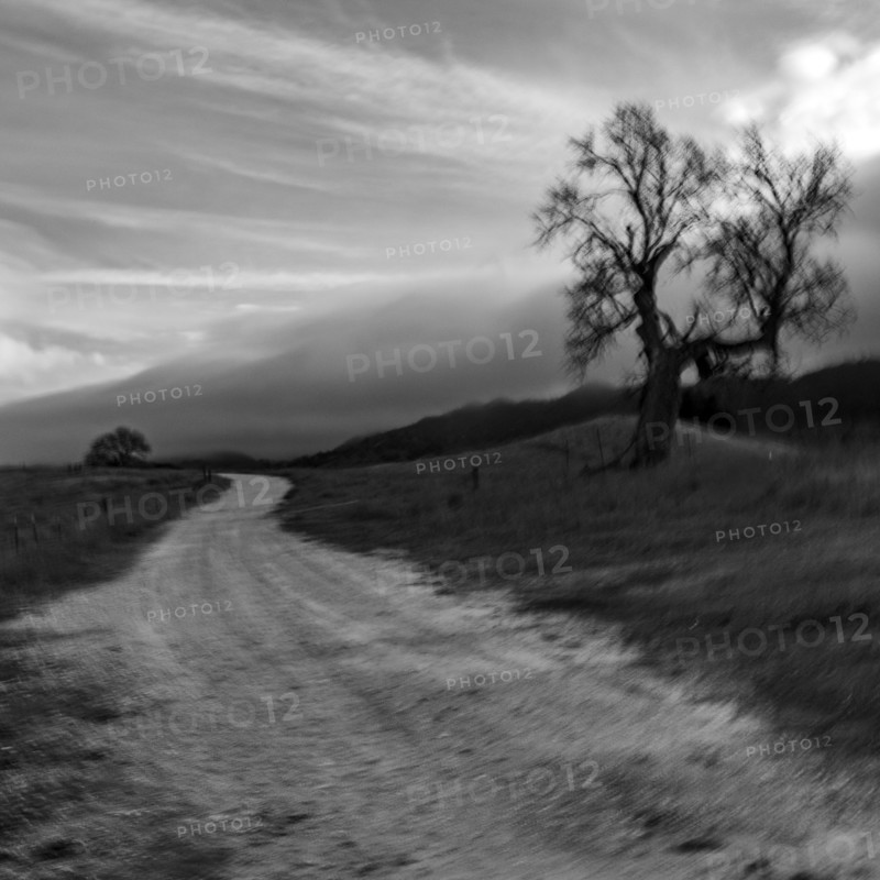 Dirt road with bare treeblurred motionblack and white
