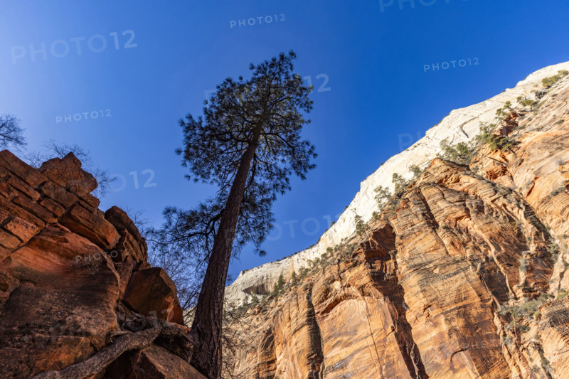 USA, Utah, Zion National Park, Low angle view of solitary pine tree on path to Angels Landing