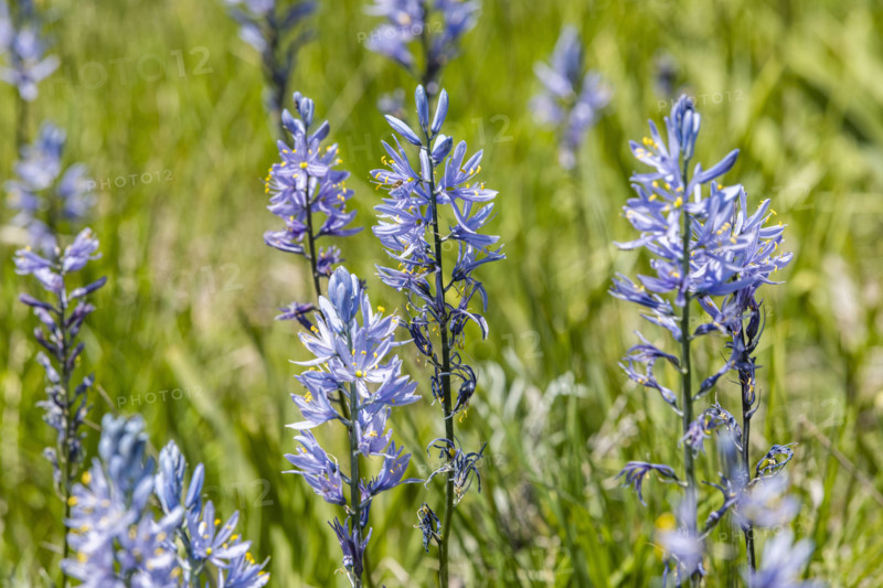 Close-up of Camas flowers (Camassia quamash) on Camas Prairie. Fairfield, Idaho, USA.