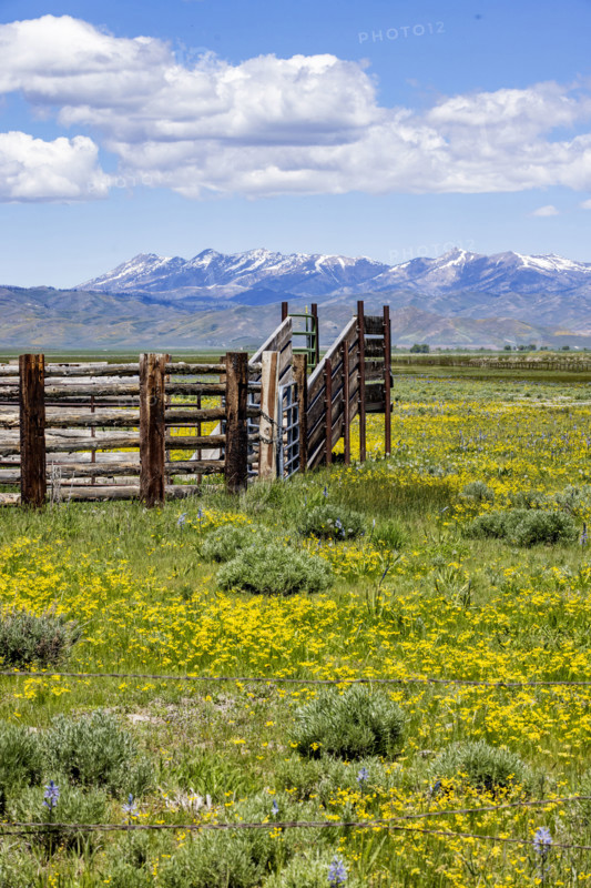 Cattle chute on Camas Prairie on sunny Spring day. Fairfield, Idaho, USA.