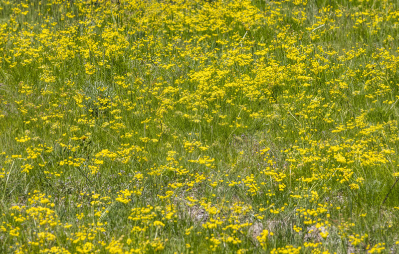 Camas flowers (Camassia quamash) and yellow wildflowers on Camas Prairie. Fairfield, Idaho, USA.