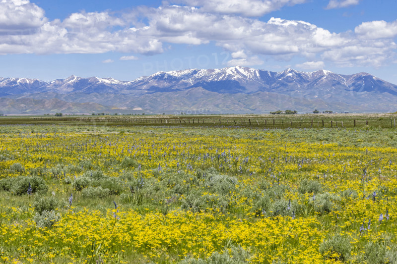 Camas flowers (Camassia quamash) and yellow wildflowers on Camas Prairie. Fairfield, Idaho, USA.