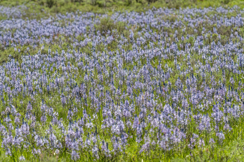 Camas flowers (Camassia quamash) on Camas Prairie. Fairfield, Idaho, USA.
