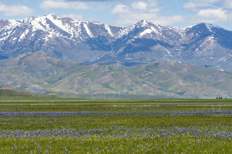 Camas flowers (Camassia quamash) on Camas Prairie. Fairfield, Idaho, USA.