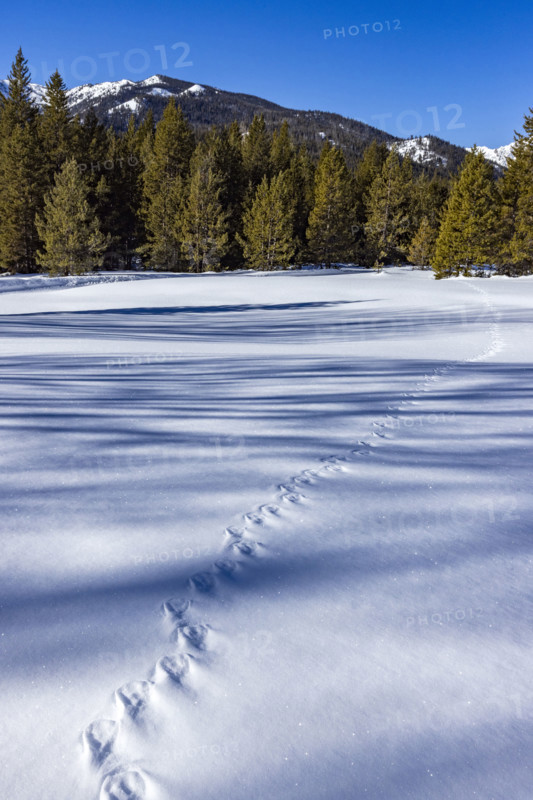 Animal tracks across pristine snow on sunny day. Sun Valley, Idaho, USA.
