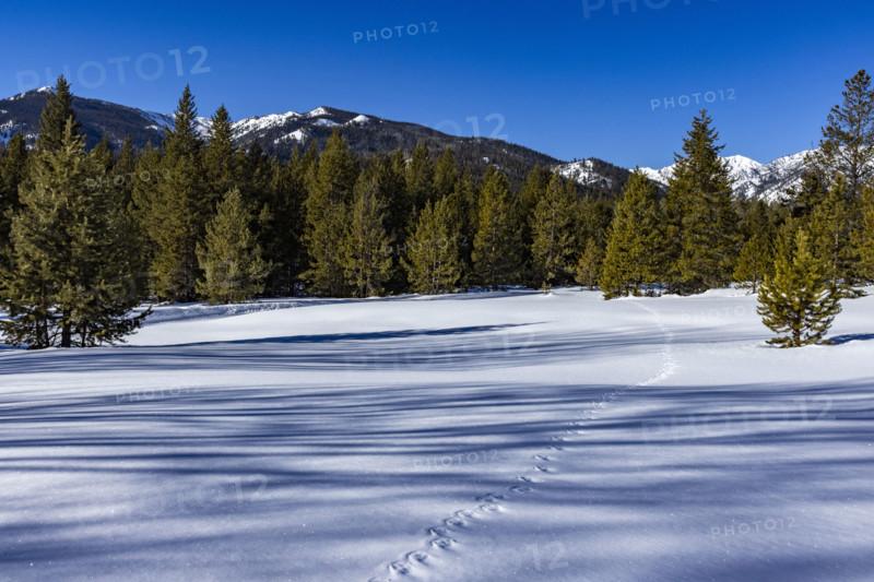 Animal tracks across pristine snow on sunny day. Sun Valley, Idaho, USA.