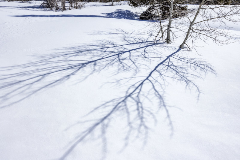 Shadows of aspen saplings on fresh snow. Sun Valley, Idaho, USA.