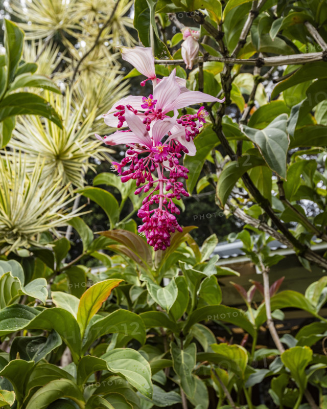 Tropical orchids growing in botanical garden. Kona, Hawaii, USA.