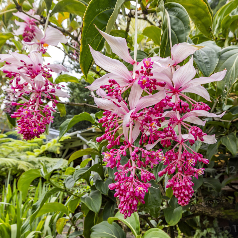 Tropical orchids growing in botanical garden. Kona, Hawaii, USA.