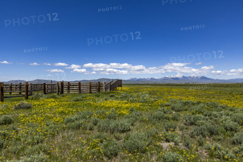 Cattle chute on blooming Camas Prairie. Fairfield, Idaho, USA.