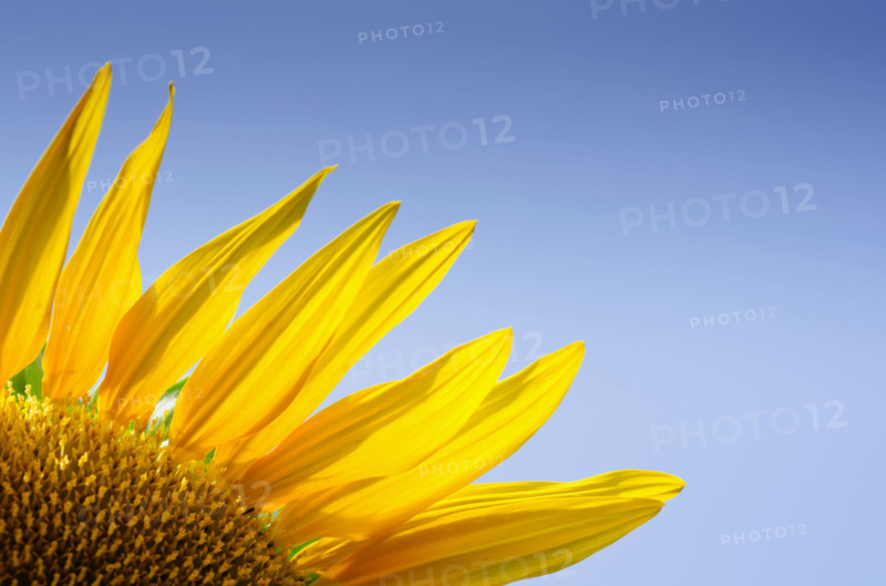 Close-up of sunflower against clear blue sky. Mendham, New Jersey, USA.
