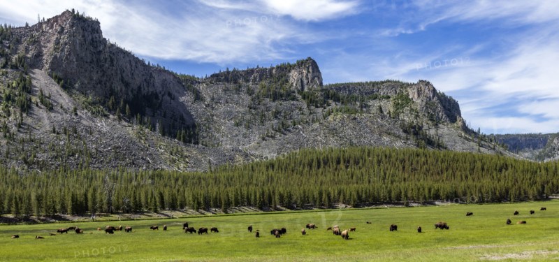 Bison herd grazing in grassy field. , Wyoming, USA.