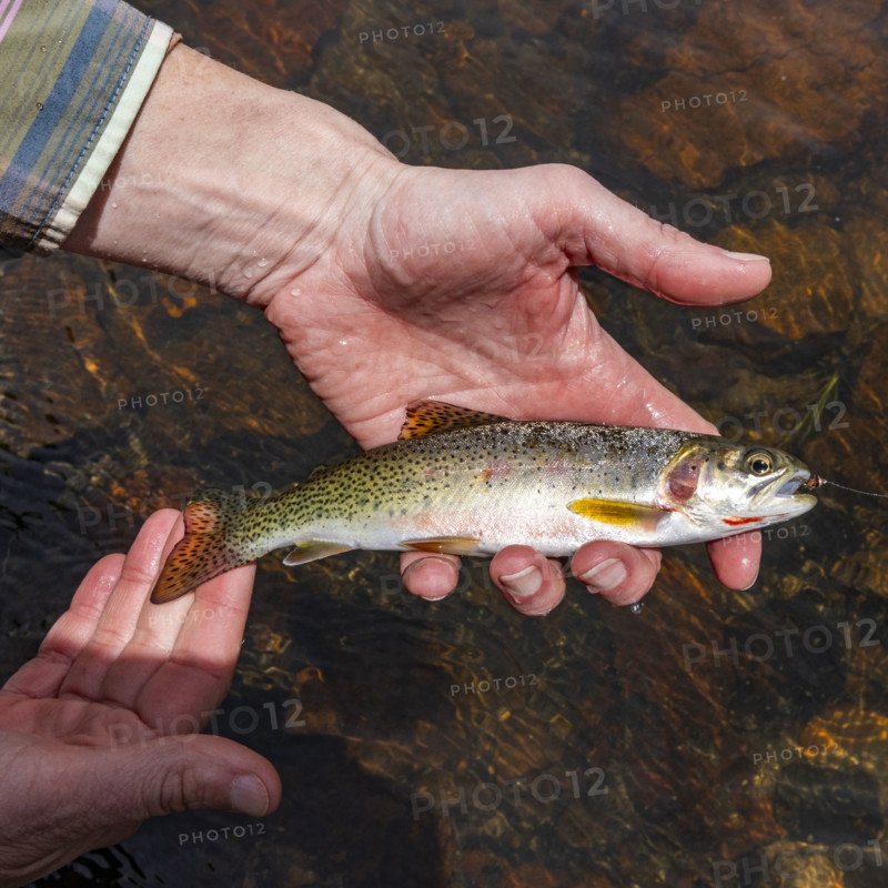 Mans hand holding wild trout before releasing. , Wyoming, USA.