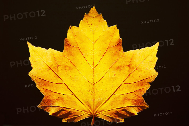 Studio shot of yellow maple leaf against black background. Chatham, New Jersey, USA.