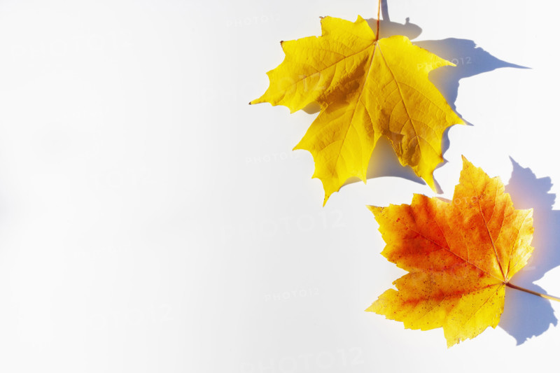 Sugar Maple and Red Maple leaves in fall color. Chatham, New Jersey, USA.